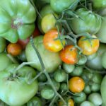 Firm green tomatoes for dill pickles